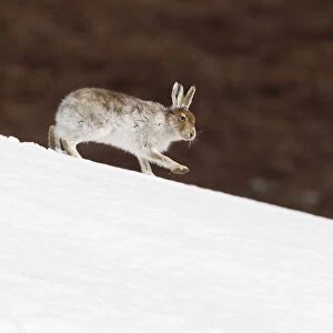 Mountain hare (Lepus timidus) with partial winter coat, running down a snow-covered moorland slope