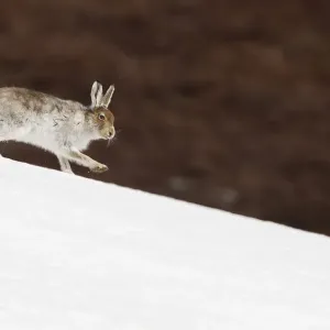 Mountain hare (Lepus timidus) with partial winter coat, running down a snow-covered moorland slope Mountain hare (Lepus timidus) with partial winter coat, running down a snow-covered moorland slope