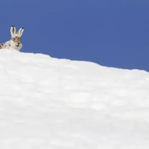Mountain hare (Lepus timidus) with partial winter coat, head peering over a snow-covered skyline Mountain hare (Lepus timidus) with partial winter coat, head peering over a snow-covered skyline