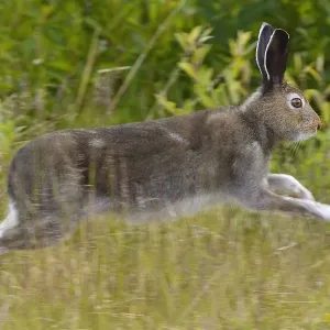Mountain hare (Lepus timidus) running, Stora Sjofallet National Park, Greater Laponia Mountain hare (Lepus timidus) running, Stora Sjofallet National Park, Greater Laponia