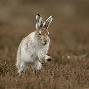 Mountain hare (Lepus timidus) running in half summer coat, Peak District, UK April