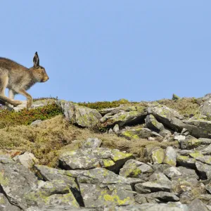 Mountain Hare (Lepus timidus) running along rock ridge. Cairngorms National Park