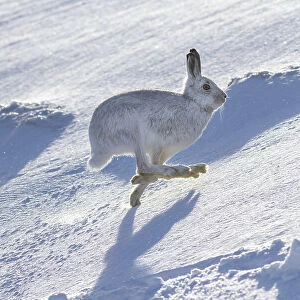 Mountain hare (Lepus timidus) running over snow on hillside, Monadhliath Mountains, HIghlands, Scotland, UK. February