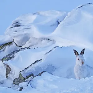 Liebre de montaña (Lepus timidus) refugiándose en un día invernal. Parque Nacional Cairngorms, Escocia, marzo. Liebre de montaña (Lepus timidus) refugiándose en un día invernal. Parque Nacional Cairngorms, Escocia, marzo.