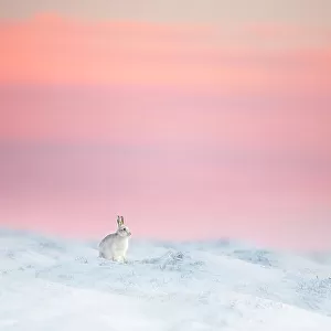 Mountain hare (Lepus timidus) on snow covered moorland at last light, Derbyshire, UK