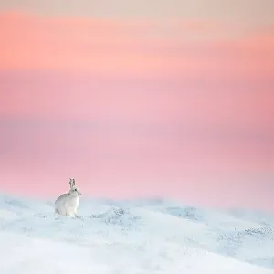 Mountain hare print on snow-covered moorland Mountain hare print on snow-covered moorland