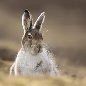 Mountain hare (Lepus timidus) in spring coat / pelage sitting in moorland, Scotland