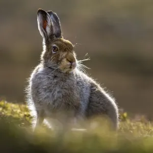 Mountain hare (Lepus timidus) in spring coat, portrait, Monadhliath Mountains, Highlands, Scotland, UK. May Mountain hare (Lepus timidus) in spring coat, portrait, Monadhliath Mountains, Highlands, Scotland, UK. May