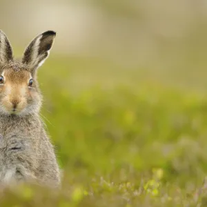 Mountain hare (Lepus timidus) sub-adult leveret, Cairngorms National Park, Scotland, UK, July