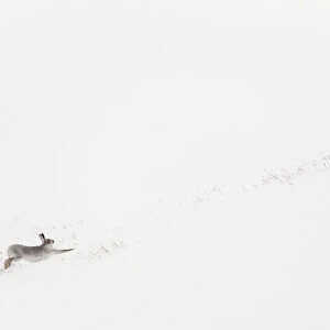 Mountain hare (Lepus timidus) in white winter coat stretching - in snowy habitat, Scotland