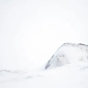 Mountain hare in white winter coat, Scotland, UK Print