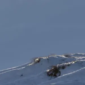 Mountain hare (Lepus timidus) in winter coat, against the sky on a snow ridge, Scotland Mountain hare (Lepus timidus) in winter coat, against the sky on a snow ridge, Scotland