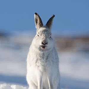 Mountain hare (Lepus timidus) in winter coat, sitting in snow, yawning, Scotland