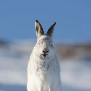 Mountain hare (Lepus timidus) in winter coat, sitting in snow, yawning, Scotland Mountain hare (Lepus timidus) in winter coat, sitting in snow, yawning, Scotland