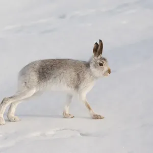 Mountain hare (Lepus timidus) in winter coat, stretching on snow, Scotland, UK, February Mountain hare (Lepus timidus) in winter coat, stretching on snow, Scotland, UK, February