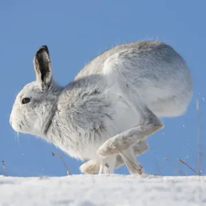 Mountain hare (Lepus timidus) in winter coat, running along a snow ridge, Scotland Mountain hare (Lepus timidus) in winter coat, running along a snow ridge, Scotland