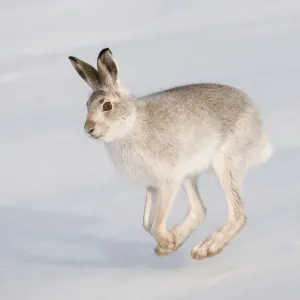 Mountain hare (Lepus timidus) in winter coat, running across snow, Scotland, UK, February Mountain hare (Lepus timidus) in winter coat, running across snow, Scotland, UK, February