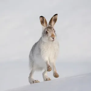 Mountain hare in winter coat, running up a snow-covered slope