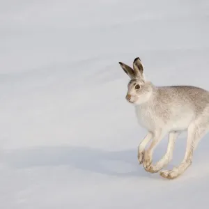 Mountain hare (Lepus timidus) in winter coat, running across snow, Scotland, UK, February Mountain hare (Lepus timidus) in winter coat, running across snow, Scotland, UK, February
