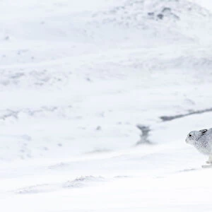 Mountain hare (Lepus timidus) in winter coat running across snow-covered upland, Scotland, UK