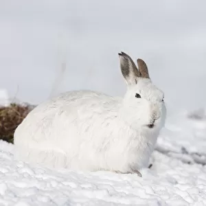 Mountain hare (Lepus timidus) in winter coat in snow, Scotland, UK, February