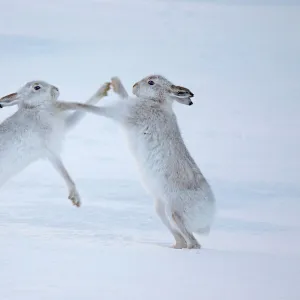 Mountain hares (Lepus timidus) boxing in snow, Scotland, UK, December