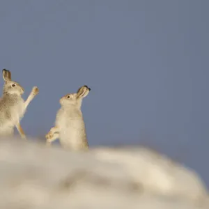 Mountain Hares (Lepus timidus) boxing in winter. Cairngorms National Park, Scotland, UK, January