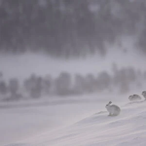 Mountain hares (Lepus timidus) resting in the snow in winter, Cairngorms National Park