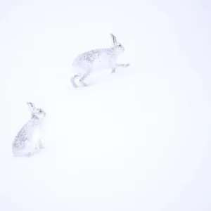 Two Mountain hares running in deep snow, Print Two Mountain hares running in deep snow, Print