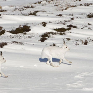 Two Mountain hares (Lepus timidus) in winter coats, running over snow, Cairngorms NP