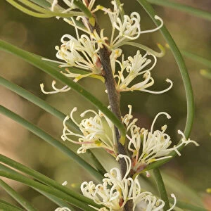 Mountain needlebush (Hakea lissosperma). Tasmania, Australia. November