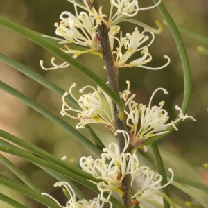 Mountain needlebush (Hakea lissosperma). Tasmania, Australia. November