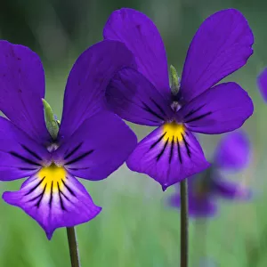 Mountain pansy (Viola lutea) flowers, Strathspey, Cairngorms National Park, Scotland