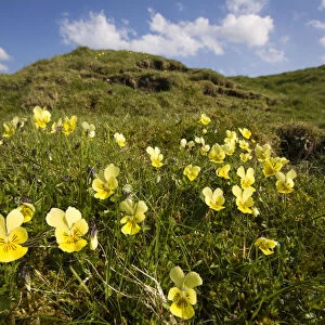 Mountain Pansy {Viola lutea}, Peak District National Park, England. April