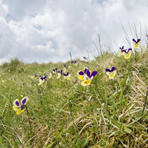 Mountain pansy (Viola lutea) on Widdybank Fell in Upper Teesdale, Co