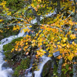 Mountain stream in autumn with beech trees, Picos de Europa NP, Raino, Leon, Northern