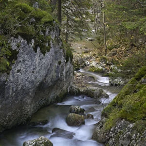 Mountain stream flowing through woodland, Bicaz, Cheile Bicazului-Hasmas National Park