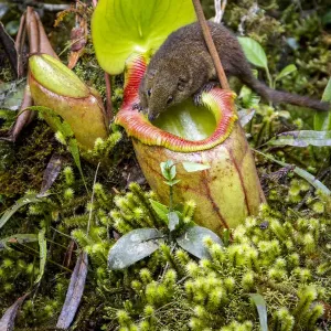 Mountain tree shrew (Tupaia montana) feeding on nectar secreted by the endemic Pitcher Plant