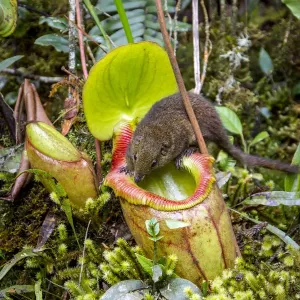 Mountain tree shrew feeding on Pitcher Plant nectar, Print Mountain tree shrew feeding on Pitcher Plant nectar, Print