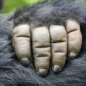 Mountain Gorilla Hand Print Mountain Gorilla Hand Print