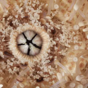 Mouth of Common Sea Urchin (Echinus esculentus) Guillaumesse, Sark, British Channel Islands