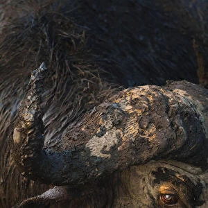 Mud-covered face of bull African buffalo (Syncerus caffer) with a cateract in one eye