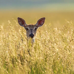 Mule deer (Odocoileus hemionus) in long grass, Madison Mountains, Montana, USA. September