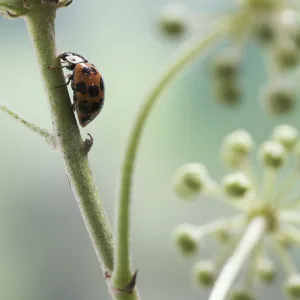 Multicoloured / Asian / Harlequin Ladybird (Harmonia axyridis) feeding on ivy flowers, UK