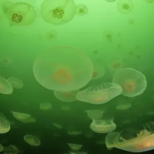 Multitudes of Moon jellyfish (Aurelia labiata), Alaska, USA, Gulf of Alaska