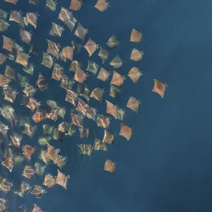 Munks pygmy devil ray / Munks mobula (Mobula munkiana) large school from the air