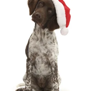 Munsterlander, Helena, 5 months old, wearing a Father Christmas hat