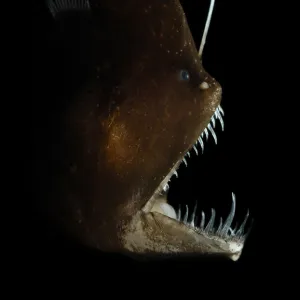 Murrays abyssal anglerfish (Melanocetus murrayi) Atlantic ocean