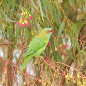Le Lorikeet de Musk (Glossopsitta concinna) dans l'eucalyptus, Tasmanie, Australie.