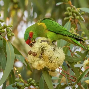 Musk lorikeet (Glossopsitta concinna) feeding on Eucalypt (Eucalyptus sp. ) blossom, Clayton Bay, South Australia Musk lorikeet (Glossopsitta concinna) feeding on Eucalypt (Eucalyptus sp. ) blossom, Clayton Bay, South Australia
